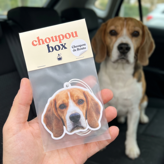 Pack Choupoubox beagle tenu en main avec un beagle installé dans la voiture