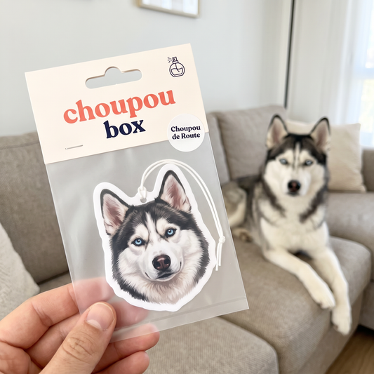 Husky installé sur le canapé, champion des poils, avec un pack Choupoubox tenu en main